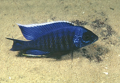 Copadichromis sp. 'kawanga' Hongi Island